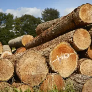 Egetræ på specialmål